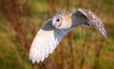 开云体育app-赛道上的星辰，蒂亚戈在F1街道赛之夜的传奇