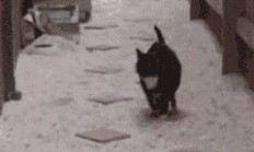 开云体育官方网站-战术革命与个体觉醒，贝蒂斯的体系压制与努涅斯的德甲封神之战