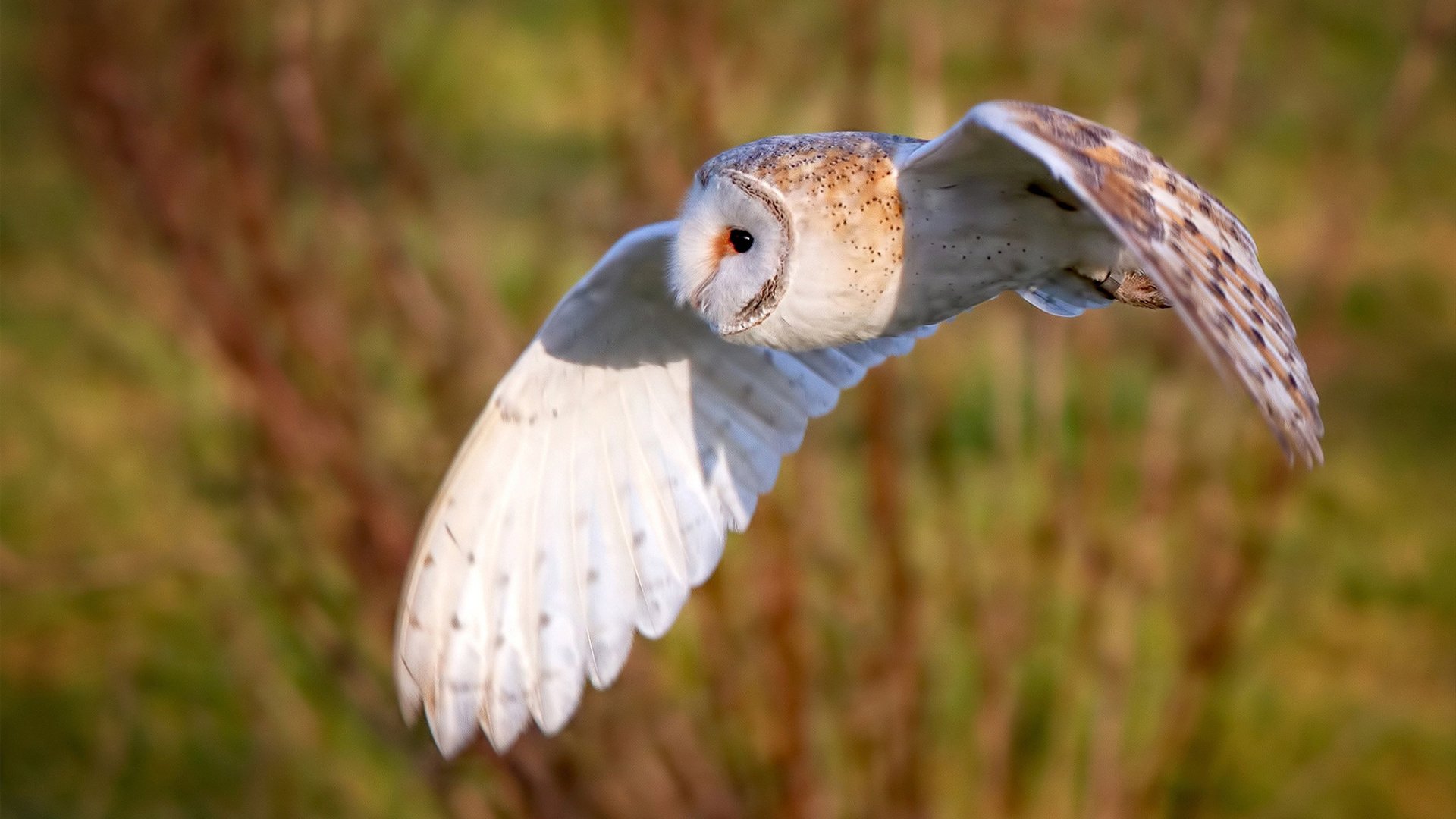 赛道上的星辰，蒂亚戈在F1街道赛之夜的传奇